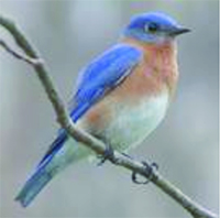 bluebird 200 x 193